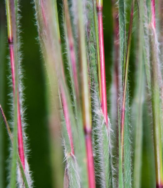 Schizachyrium scoparium 'Ha Ha Tonka'
